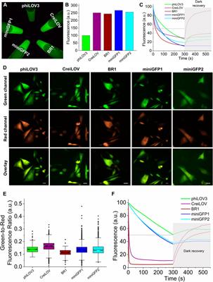 Frontiers Enhanced Small Green Fluorescent Proteins As A Multisensing